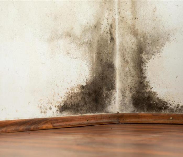 This is a photo of mold in the corner of a room. 